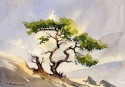 Tree Study - Lochindorb (click to enlarge)